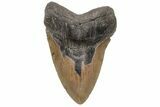 Huge, Fossil Megalodon Tooth - North Carolina #235126-1